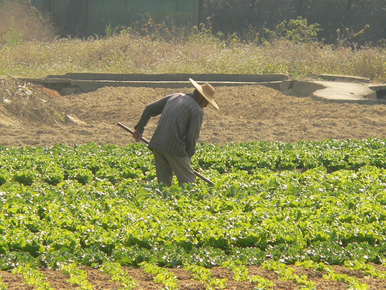 070206_Sheung-Shui_Ying-Pun_Farmer-in-Field_2