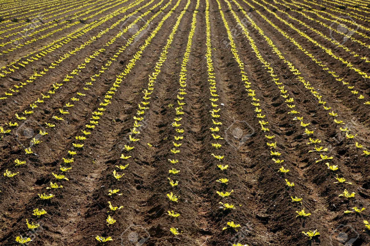 4588169-Little-lettuce-sprouts-brown-field-green-vegetable-outbreaks-perspective-Stock-Photo